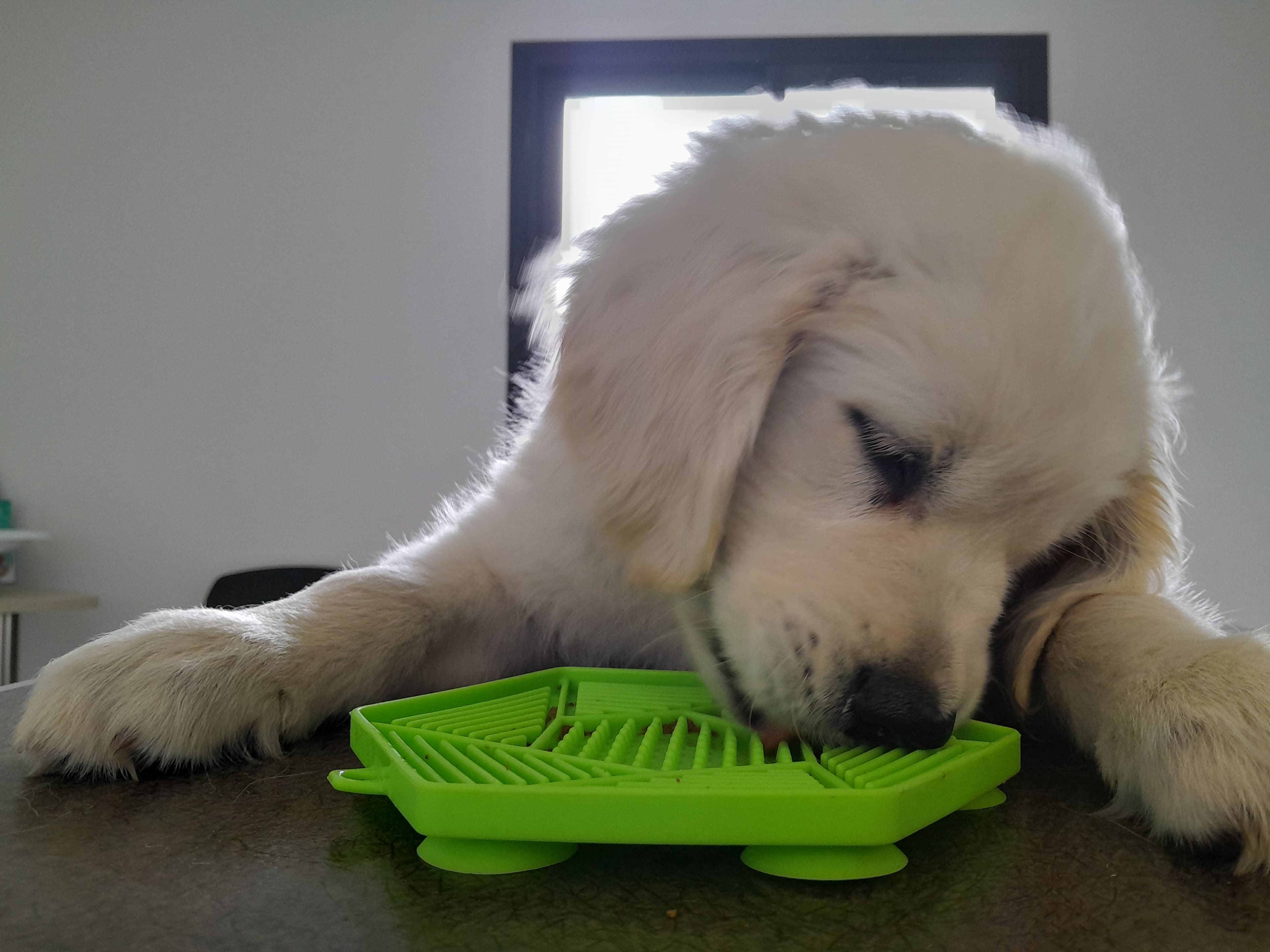 photo de chiot blanc